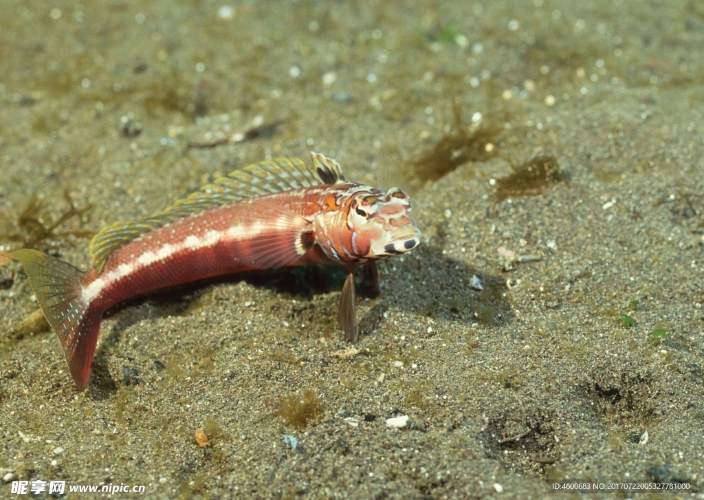 海洋生物 蓝色海洋 海底鱼类