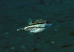 海洋生物 蓝色海洋 海底鱼类