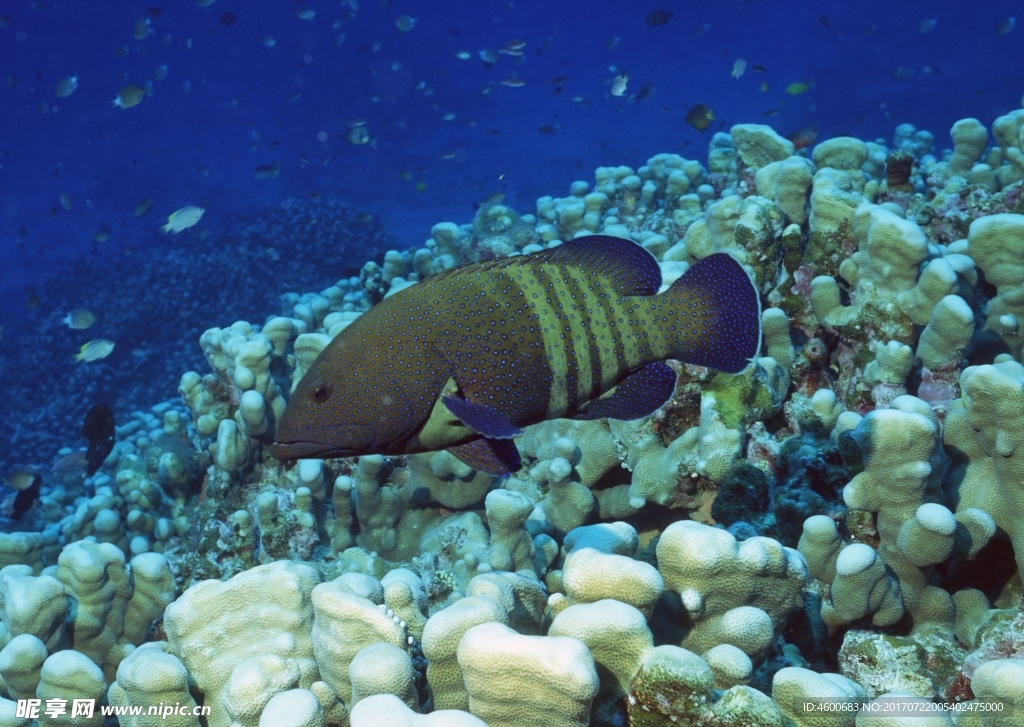 海洋生物 蓝色海洋 海底鱼类