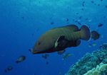 海洋生物 蓝色海洋 海底鱼类