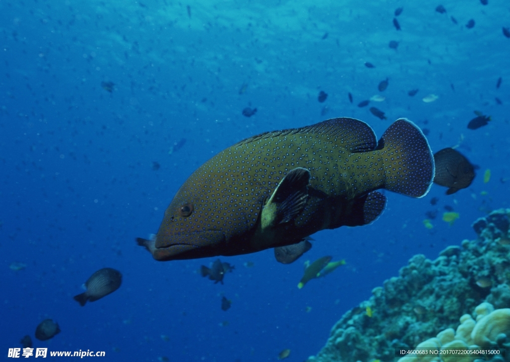海洋生物 蓝色海洋 海底鱼类