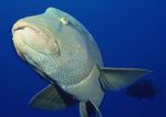 海洋生物 蓝色海洋 海底鱼类