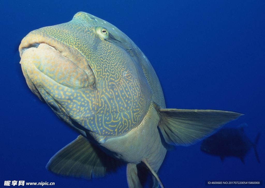 海洋生物 蓝色海洋 海底鱼类