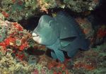 海洋生物 蓝色海洋 海底鱼类