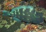 海洋生物 蓝色海洋 海底鱼类