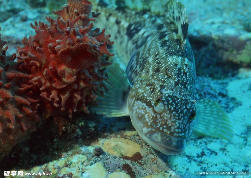 海洋生物 蓝色海洋 海底鱼类