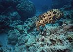 海洋生物 蓝色海洋 海底鱼类