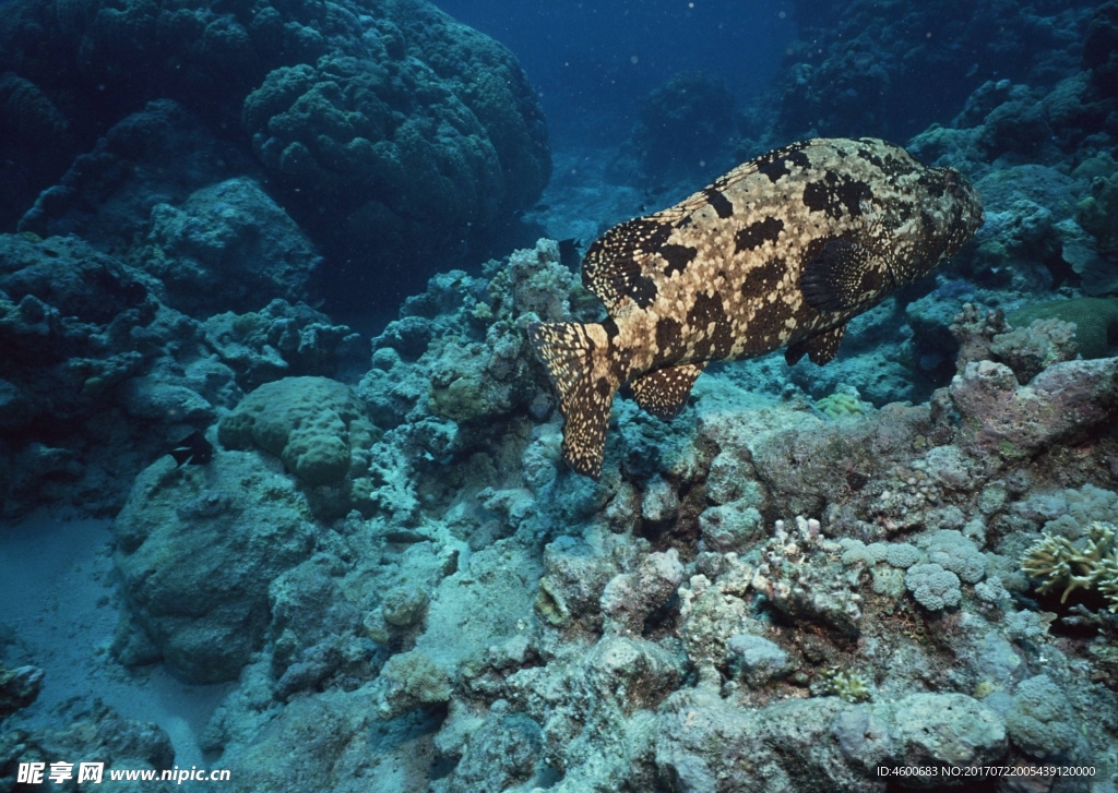 海洋生物 蓝色海洋 海底鱼类摄影图 海洋生物 生物世界 摄影图库 昵图网