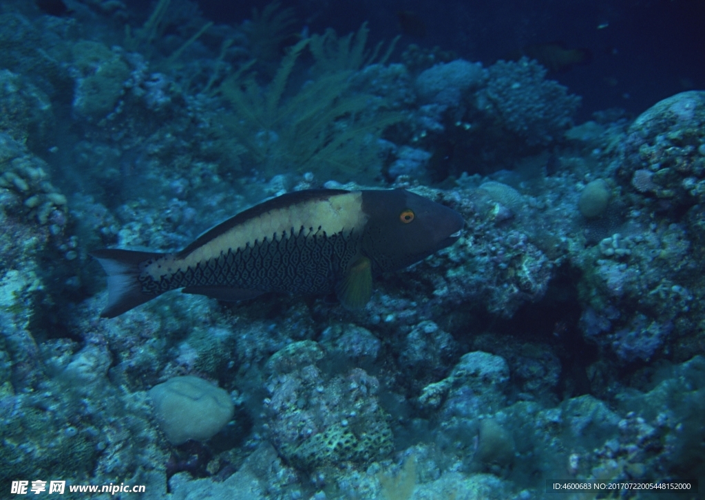 海洋生物 蓝色海洋 海底鱼类