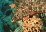 海洋生物 蓝色海洋 海底鱼类