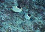 海洋生物 蓝色海洋 海底鱼类