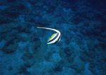 海洋生物 蓝色海洋 海底鱼类