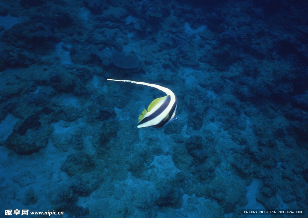 海洋生物 蓝色海洋 海底鱼类