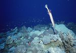 海洋生物 蓝色海洋 海底鱼类