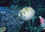 海洋生物 蓝色海洋 海底鱼类