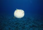 海洋生物 蓝色海洋 海底鱼类
