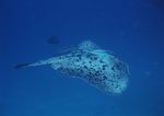 海洋生物 蓝色海洋 海底鱼类