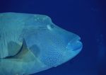 海洋生物 蓝色海洋 海底鱼类