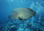 海洋生物 蓝色海洋 海底鱼类