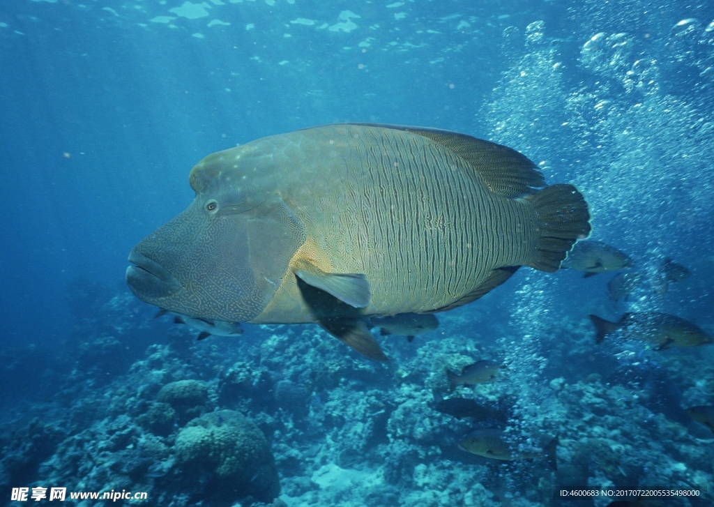 海洋生物 蓝色海洋 海底鱼类