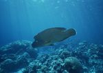 海洋生物 蓝色海洋 海底鱼类