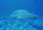海洋生物 蓝色海洋 海底鱼类
