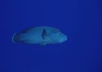 海洋生物 蓝色海洋 海底鱼类