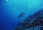 海洋生物 蓝色海洋