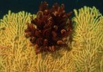 海洋生物