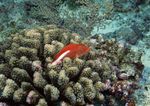 海洋生物