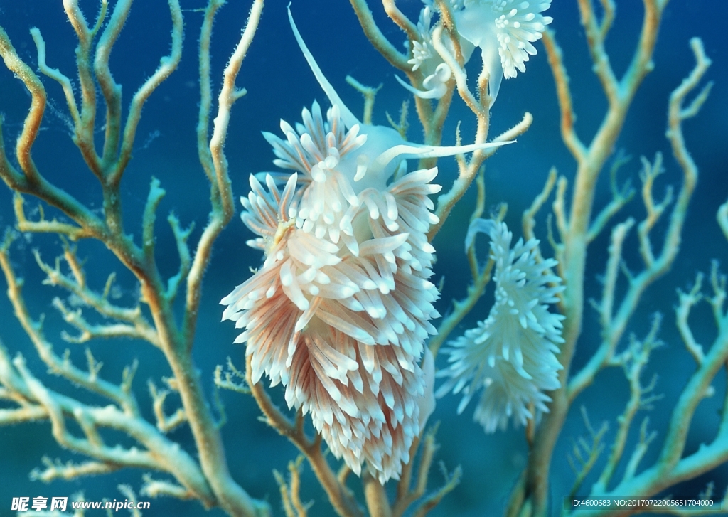 海洋生物