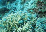 海洋生物