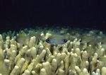海洋生物