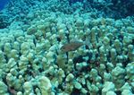海洋生物