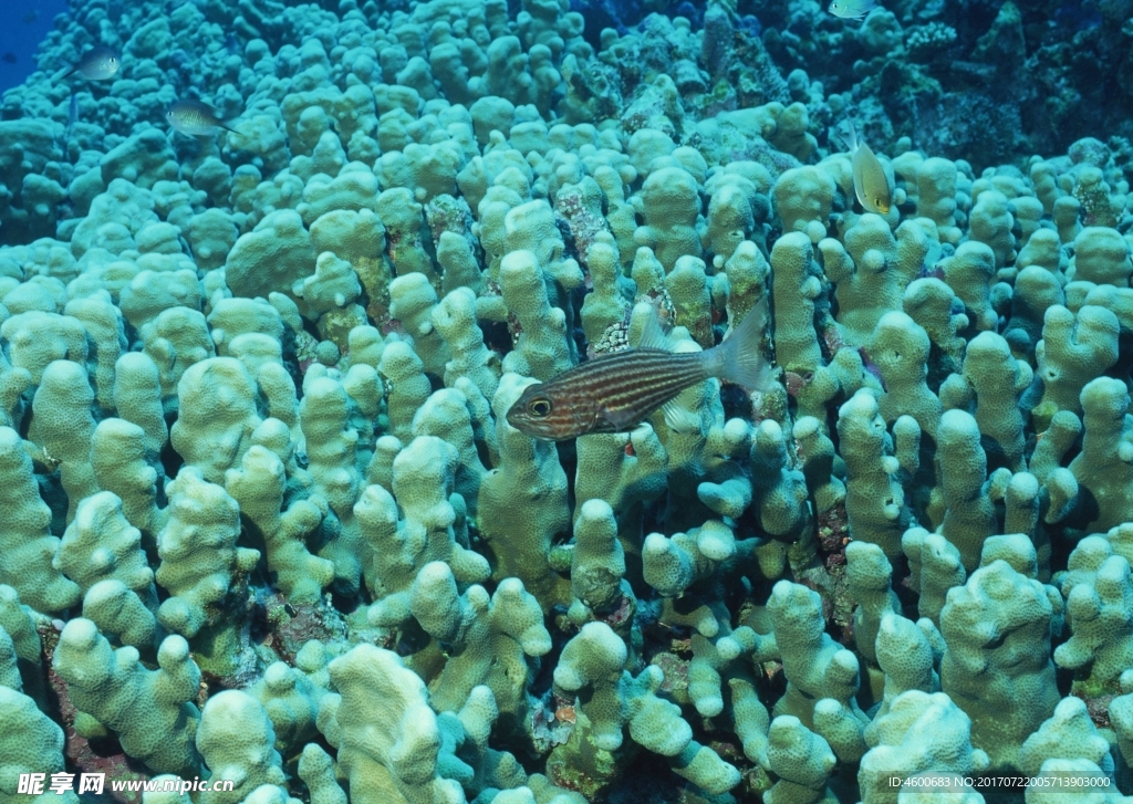 海洋生物