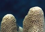 海洋生物