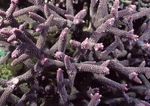 海洋生物