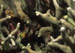 海洋生物