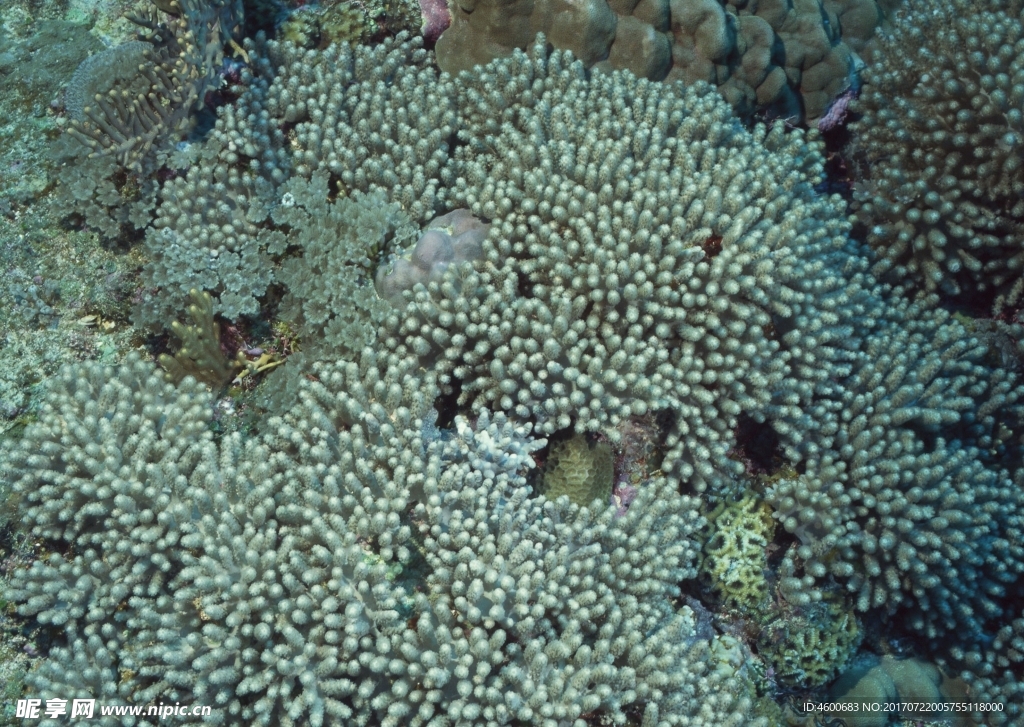 海洋生物