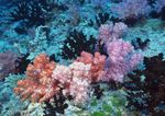 海洋生物