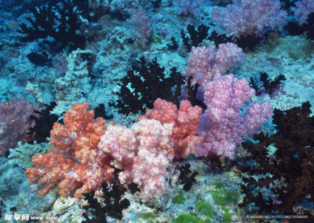 海洋生物