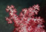 海洋生物