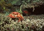 海洋生物