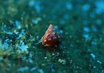 海洋生物