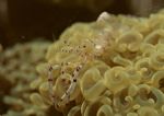 海洋生物