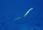 海洋生物 蓝色海洋 海底鱼类