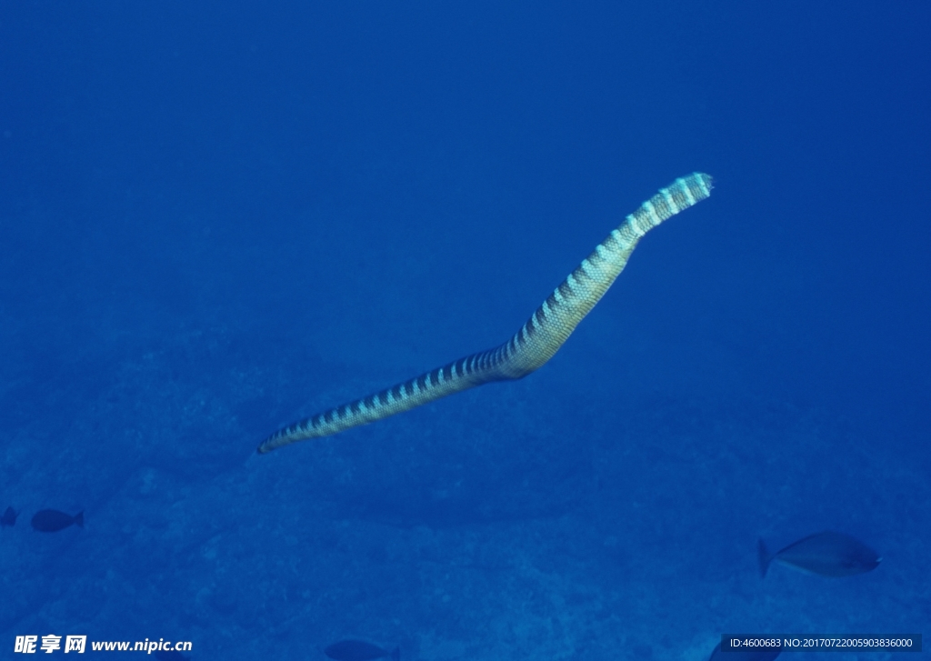 海洋生物 蓝色海洋 海底鱼类