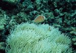 海洋生物