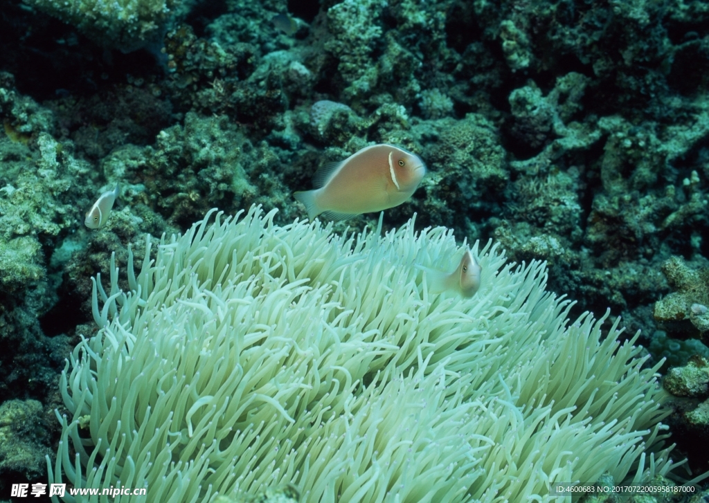 海洋生物