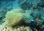 海洋生物